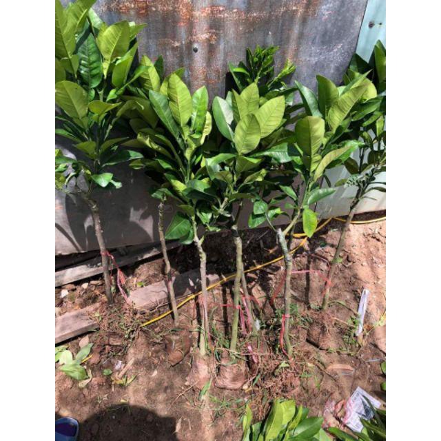 Cây Giống Bưởi Đỏ Luận Văn
