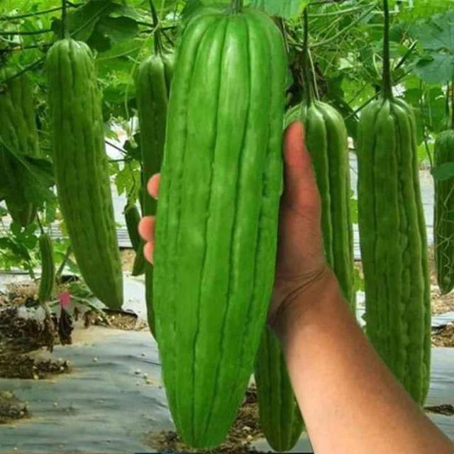 Hạt giống khổ qua khổng lồ Thái Lan - gói 5 hạt