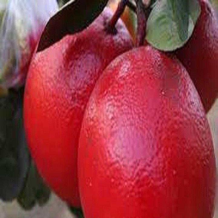 CÂY GIỐNG BƯỞI ĐỎ PHÚC KIẾN