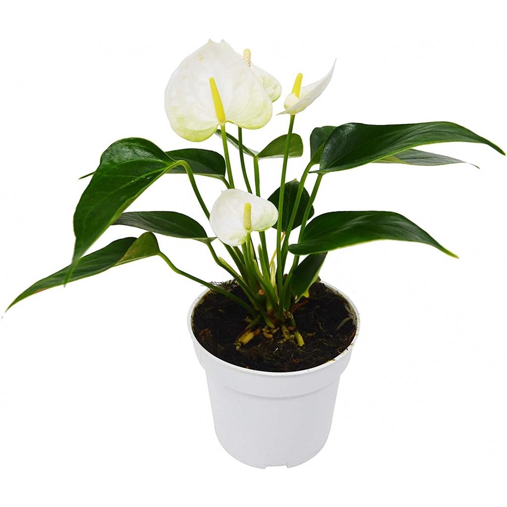 Cây Hồng Môn trắng - cây phong thủy để bàn