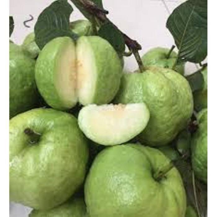 Cây giống ổi nữ hoàng