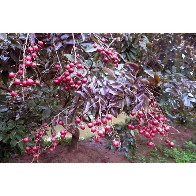 CÂY GIỐNG NHÃN TÍM