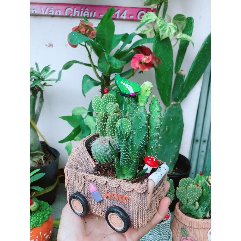 Chậu Xương Rồng Tiểu Cảnh