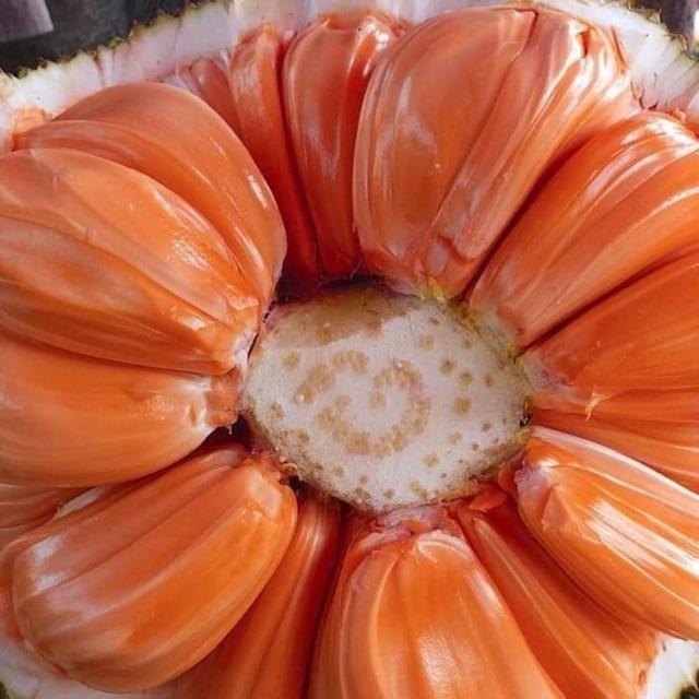 Cây MÍT RUỘT ĐỎ