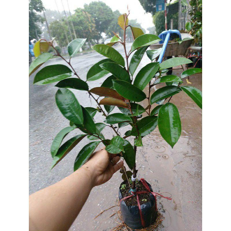 Cây giống vú sữa bơ hồng .