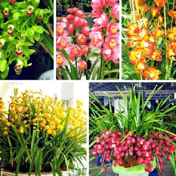 Bộ 6 -củ giống hoa địa lan santo mix - đỏ ,vàng, hồng, cam ,tím, và xanh-6 củ