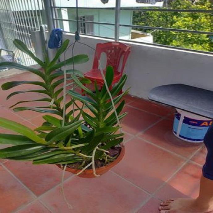Hoa lan giáng hương hoàng nhạn tháng 4