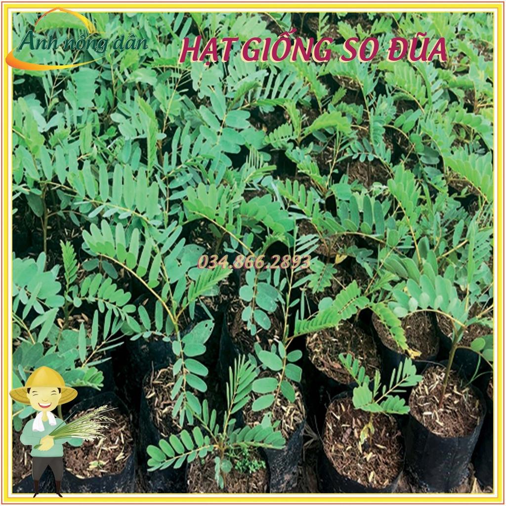15g Hạt giống cây so đũa tứ quý thái - Tỷ lệ nảy mầm cao, cây sinh trưởng nhanh, dễ trồng