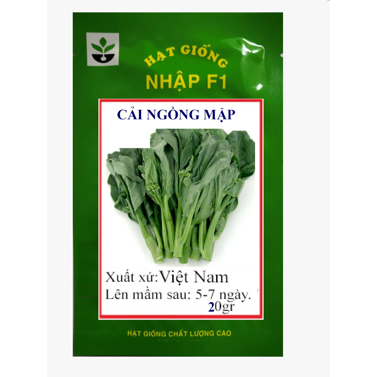 Gói 20 gram hạt giống cải ngồng mập