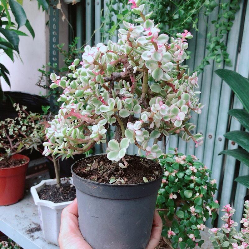Cành Vàng Lá Ngọc Cổ Thụ