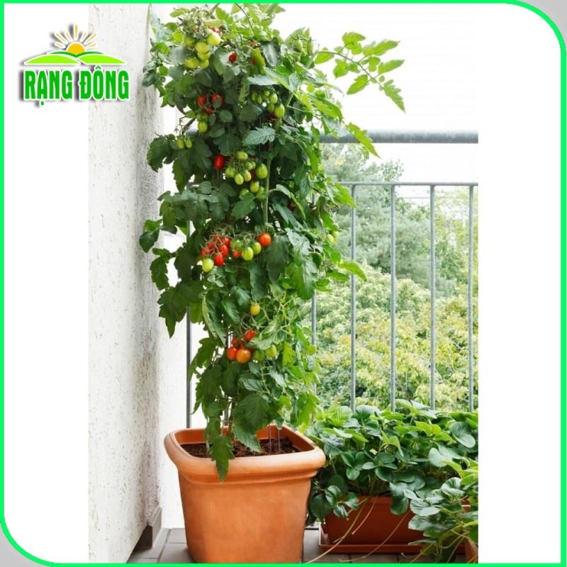 Hạt giống Cà Chua Cherry Đỏ Lai F1 Rado 640 (0,1g~45 hạt) sinh trưởng vô hạn, trồng quanh năm - Hạt giống Rạng Đông