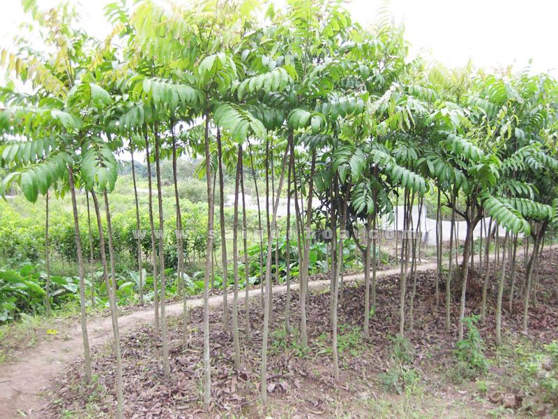 Cây sấu ghép, cây quả sấu ghép, bầu cây đẹp cho quả chùm