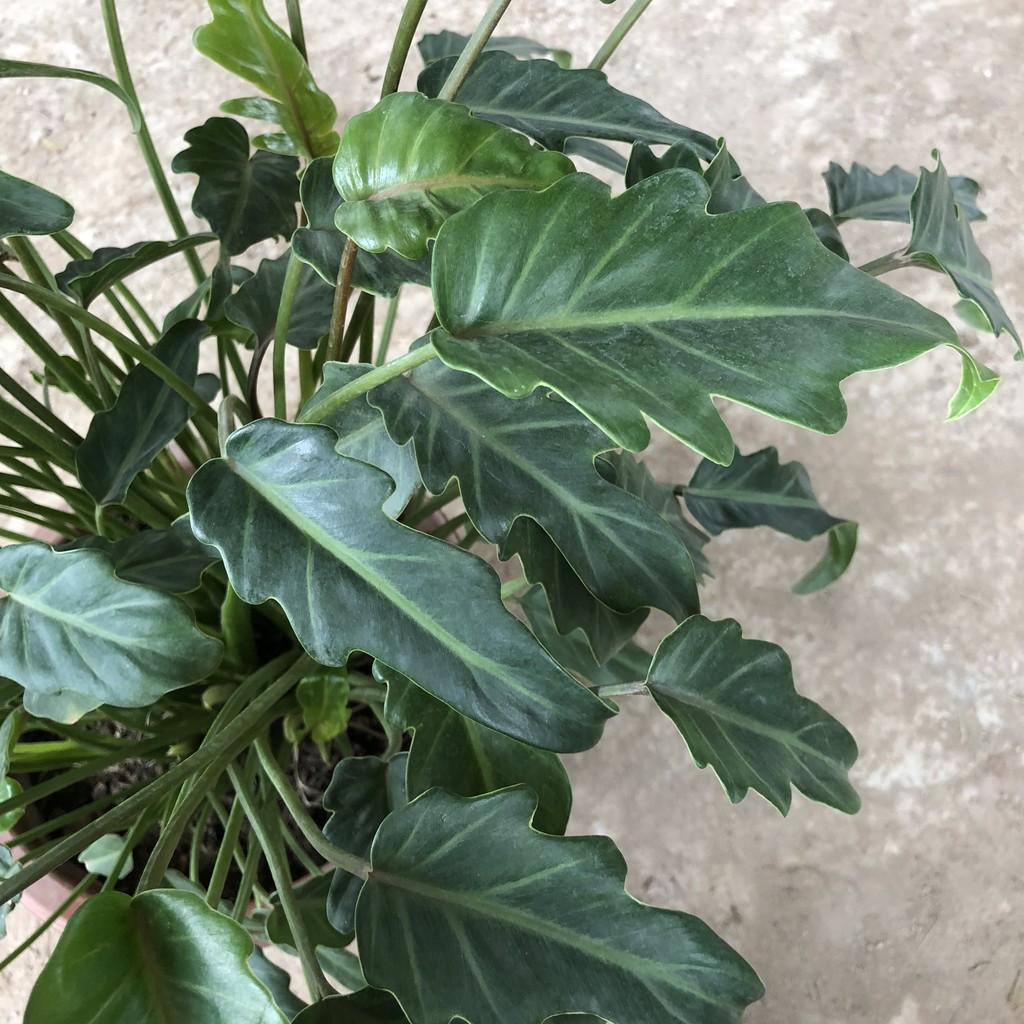 Cây trầu bà chân vịt , chiều cao 25-30cm tán đẹp nhiều nhánh sống cực khỏe, thích hợp trang trí nội thất