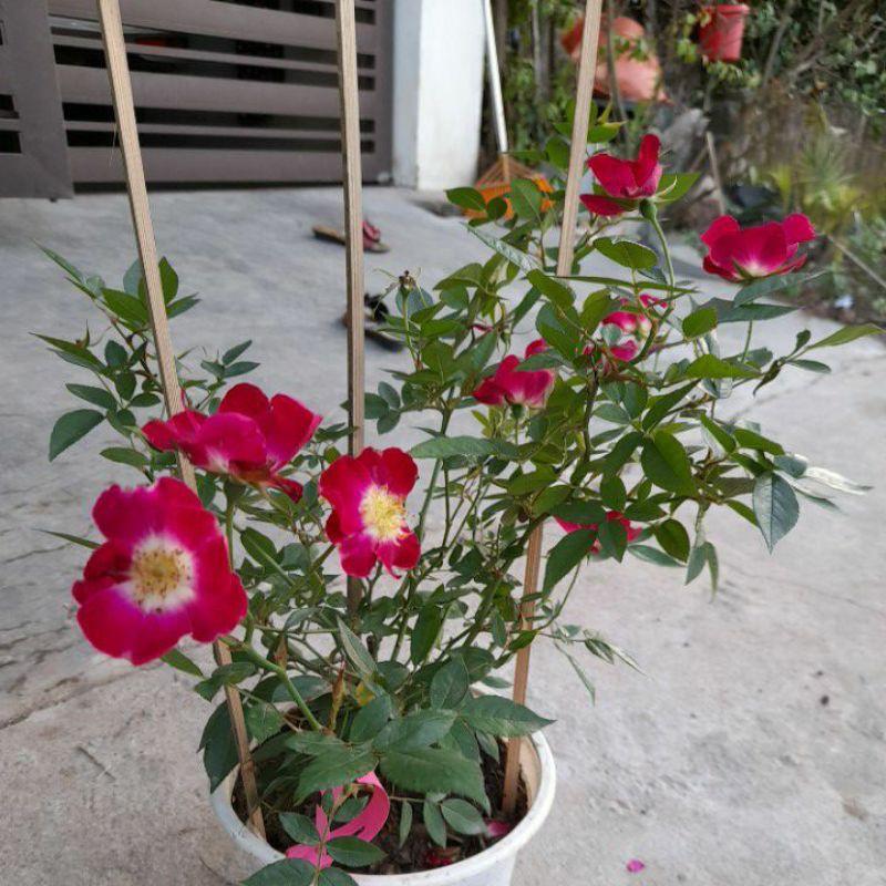 Hoa hồng ngoại Sanjith cánh đơn - cây giống rễ trần