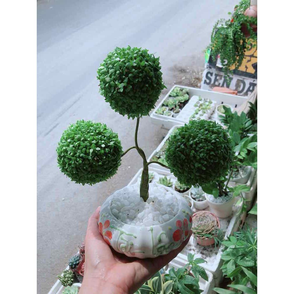 Chậu cây may mắn Bán Chạy