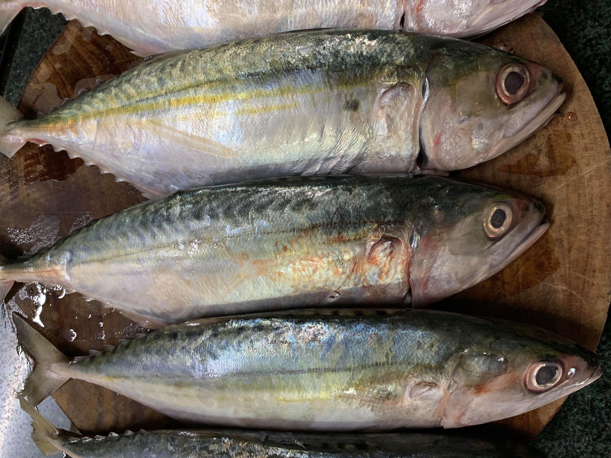 CÁ BẠC MÁ TƯƠI - khay 500g