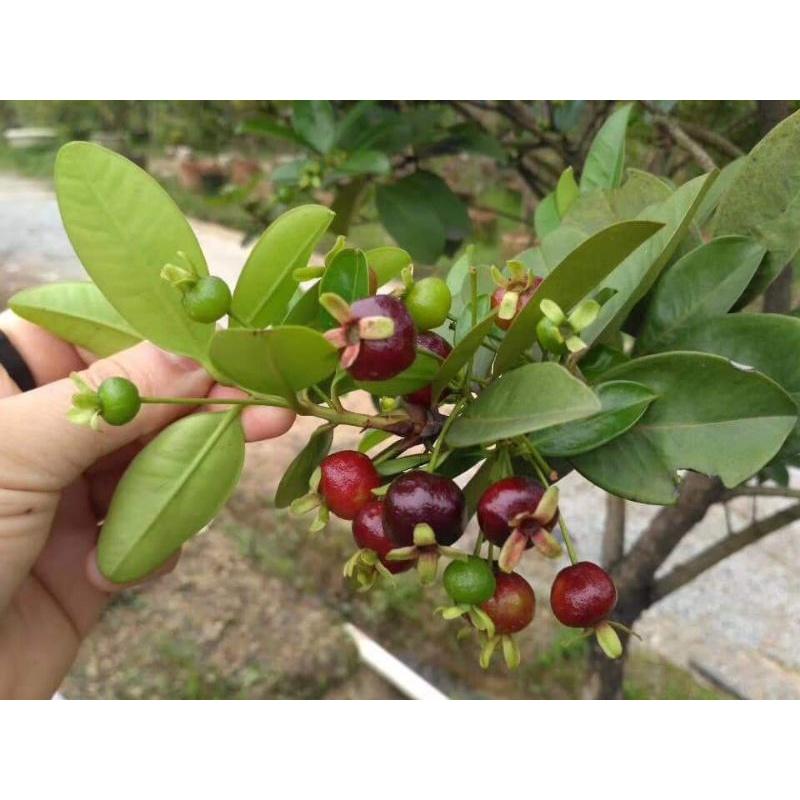 Cây giống cherry Brazil