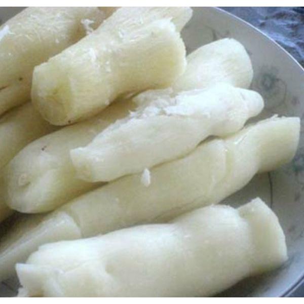 10 cây khoai mì hay cây sắn