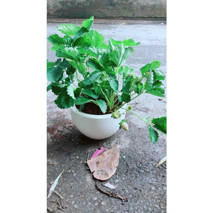 Chậu Cây Dâu Tây