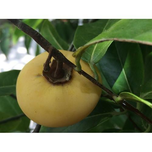 CÂY GIỐNG CÂY THỊ THƠM, QUẢ NGỌT- LOÀI CÂY VƯỢNG PHONG THỦY CHO GIA CHỦ