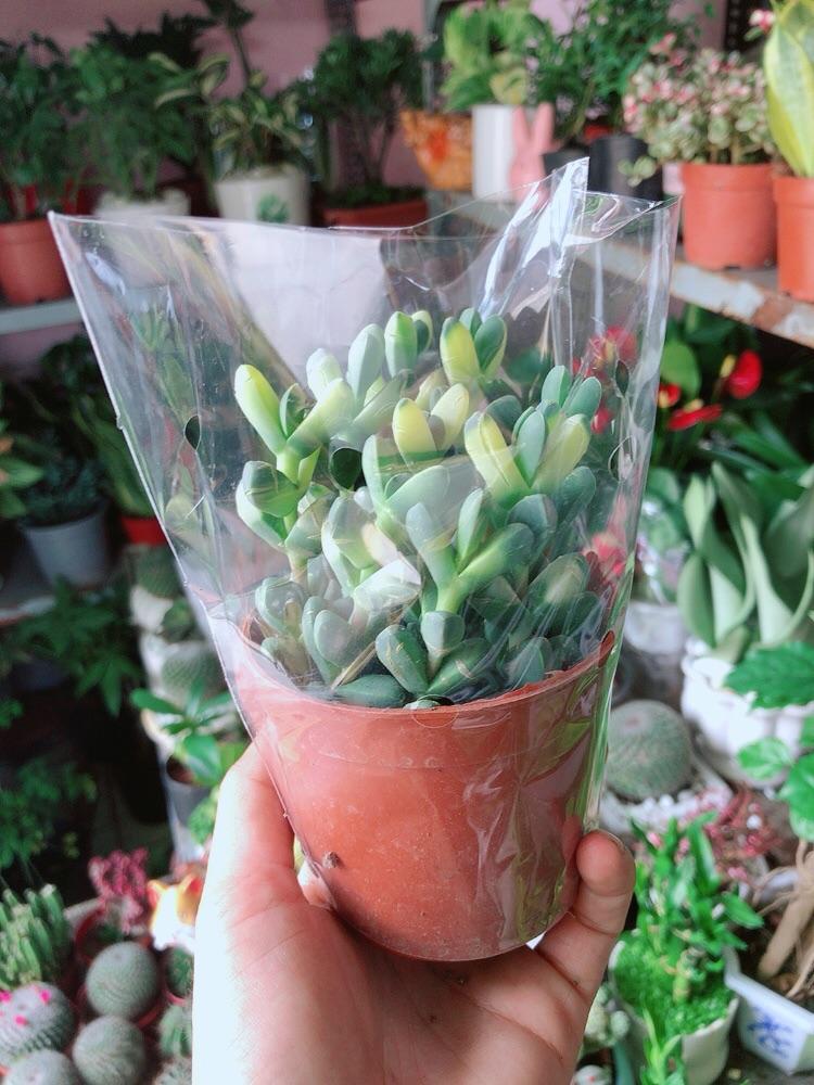 Sen Đá Tim Hàng Đẹp