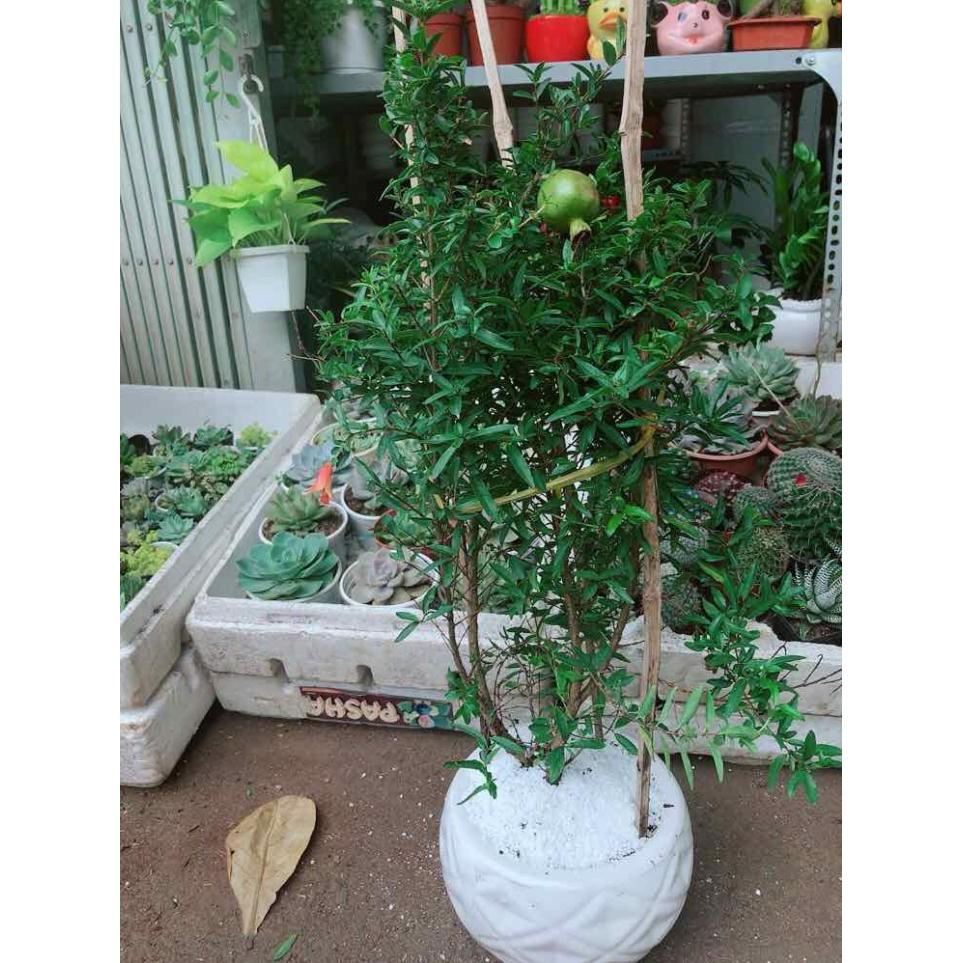 Chậu cây lựu Bán Chạy