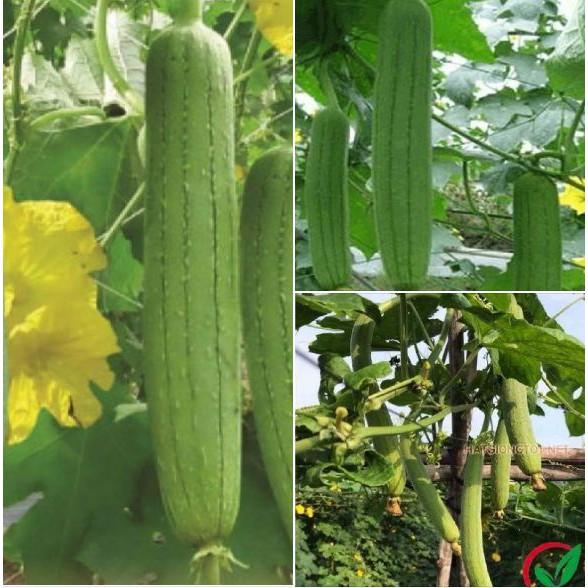 Hạt giống mướp hương Thái Lan F1 - 1gr/gói