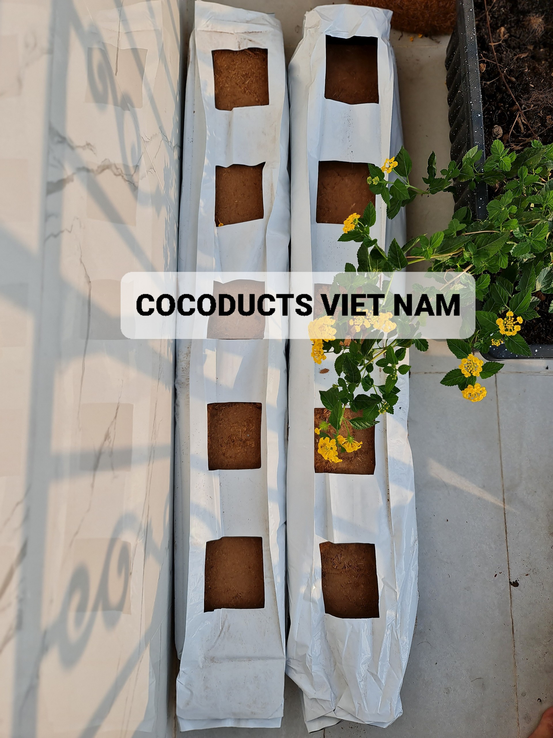 Mụn dừa ép thẻ