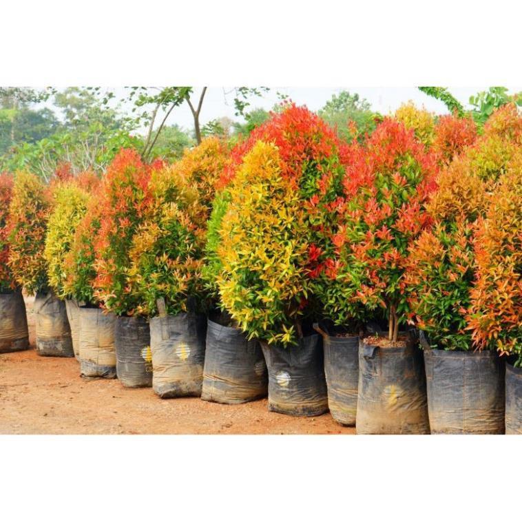 CÂY HỒNG LỘC - LOÀI CÂY MANG LẠI HỒNG PHÚC CHO GIA CHỦ + Tặng 01 cây dâu da đất