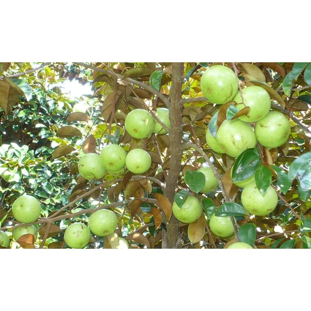 Cây giống Vú Sữa lò rèn giống