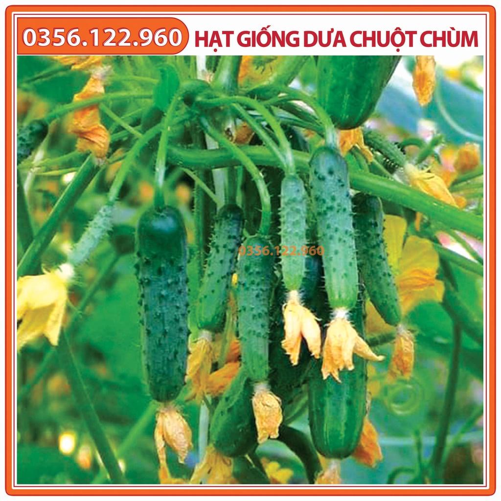 Set 5 gói Hạt giống dưa leo chùm, dưa leo bao tử F1, dưa chuột chùm