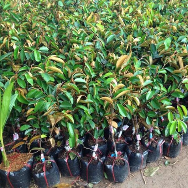 Cây giống vú sữa bơ hồng