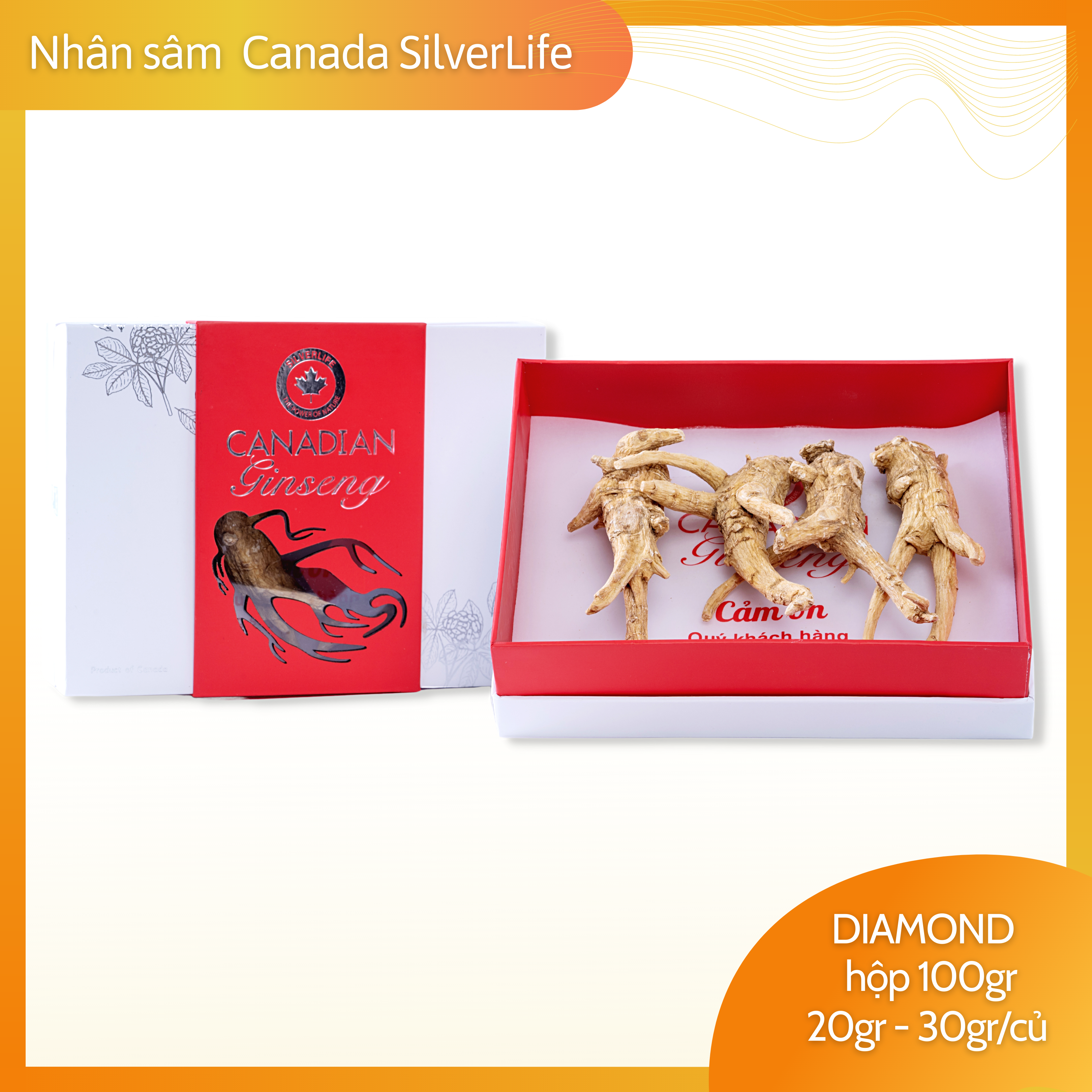 Nhân sâm Canada SilverLife Diamond | Nhân sâm khô nguyên củ | 100% nhân sâm Canada cao cấp 5 năm tuổi