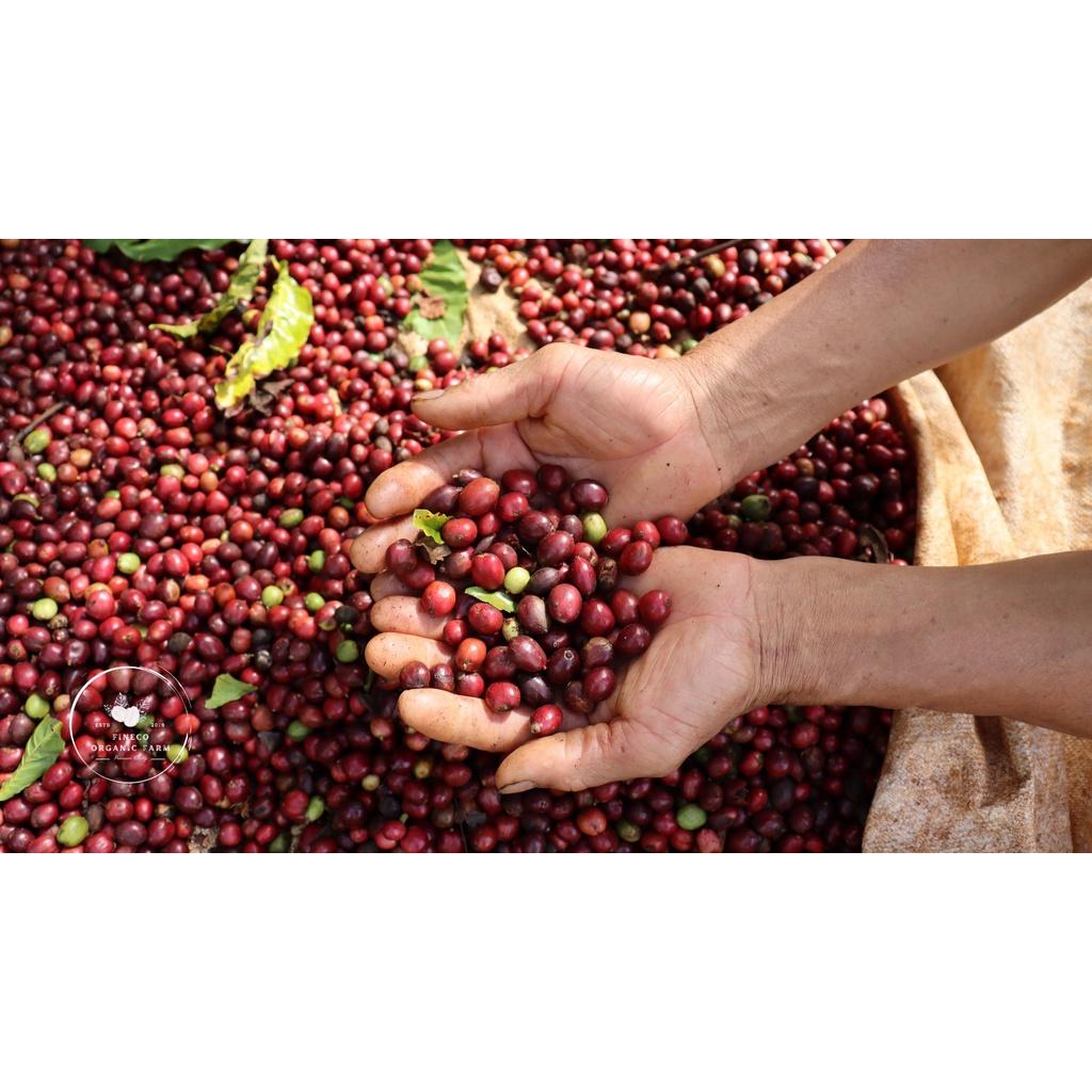 BLEND(Arabica/ Robusta) - Phong vị ngọt ngào, hương trái cây, hậu vị ngọt dài lâu. Cà phê pha phin/pha máy |500gr