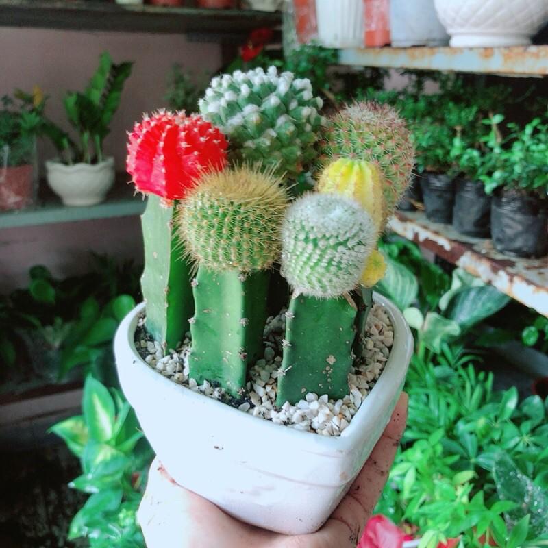 Chậu Xương Rồng Tiểu Cảnh