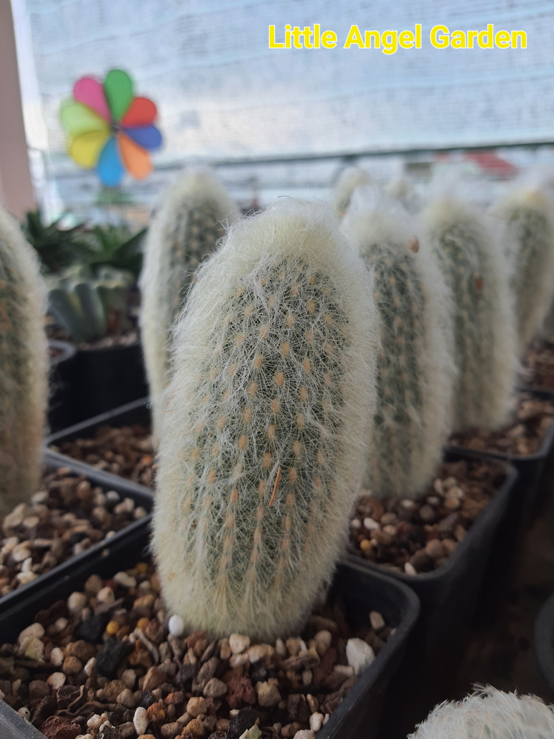 Xương rồng trụ ông tiên | Xương rồng Espostoa Lanata