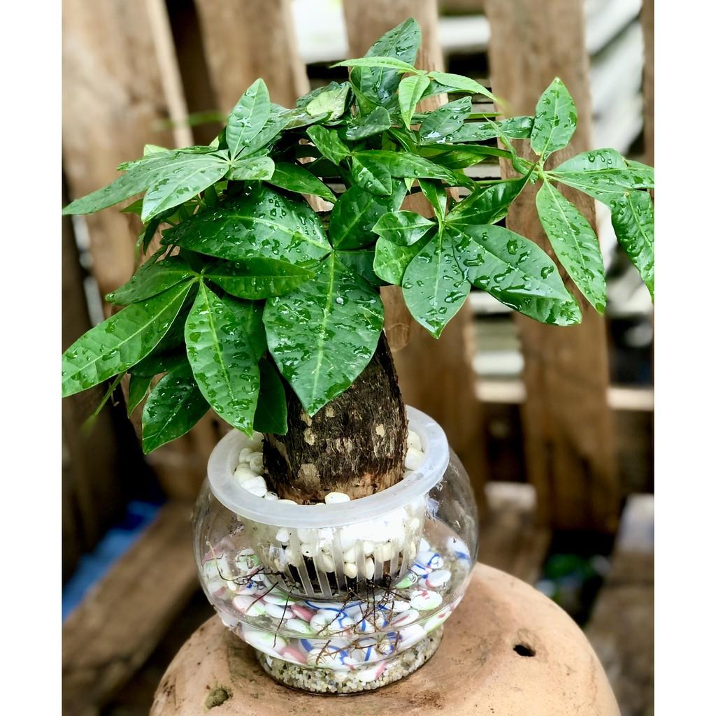 Chậu thuỷ tinh cây cây Kim Ngân thuỷ canh tặng kèm đá trang trí