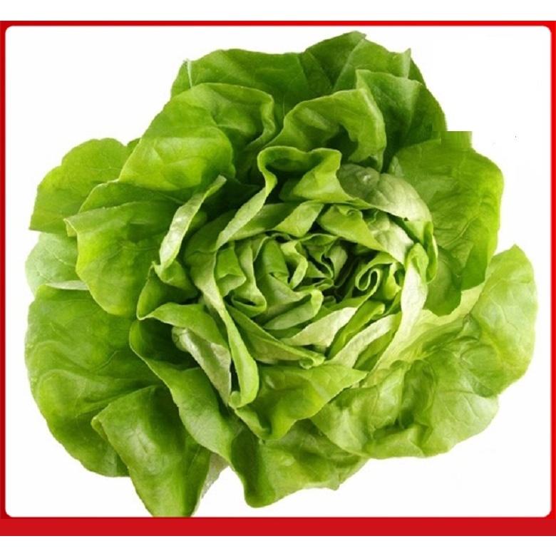 HẠT GIỐNG RAU XÀ LÁCH ĐĂM GÓI 10G - DỄ TRỒNG DỄ CHĂM SÓC, NẮNG SUẤT CAO