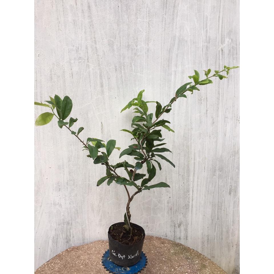Mai Cúc Đọt Xanh