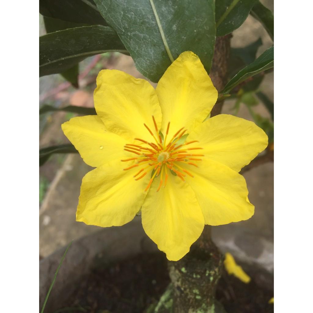 Mai Giảo Thủ Đức