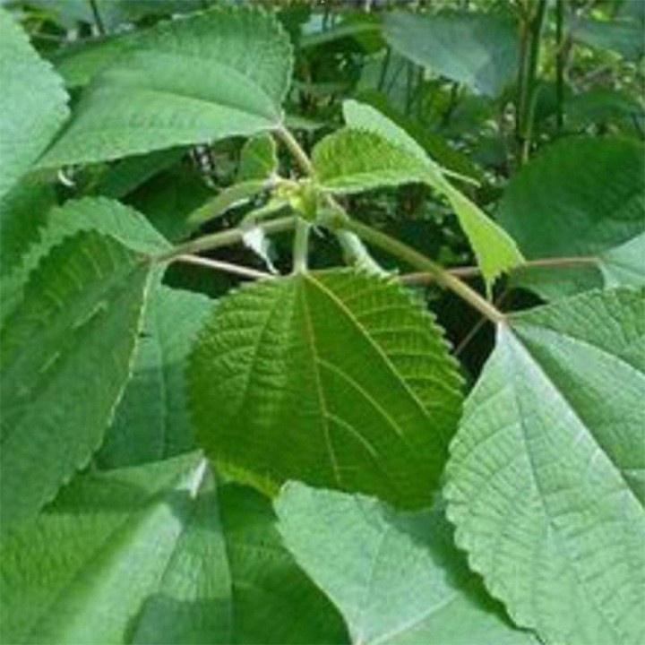 Cây lá gai làm bánh nhiều công dụng -cây giống