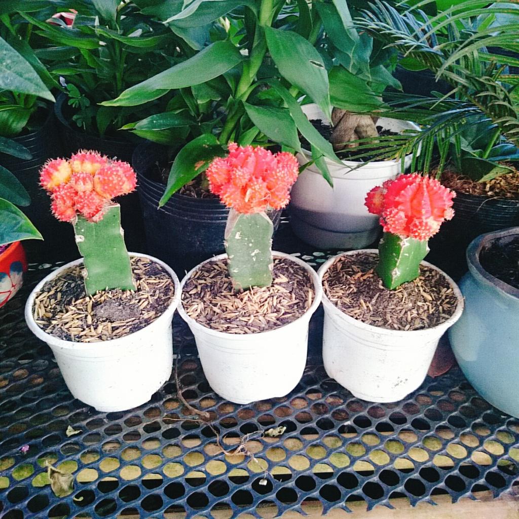 Xương Rồng Hồng Ngọc - cây cảnh mini để bàn