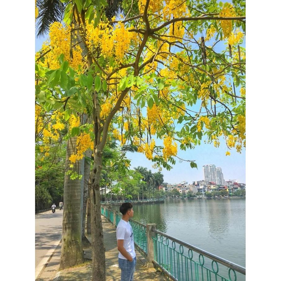 Cây hoa muồng hoàng yến cây cao 50cm khỏe đẹp