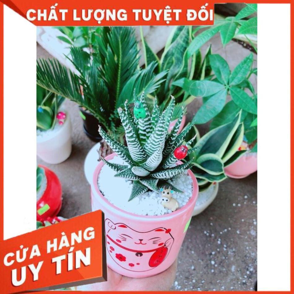Chậu cây móng rồng mèo may mắn Nhiều Người Mua