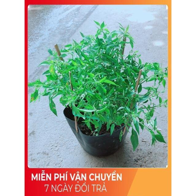 Bụi Ớt Hiểm