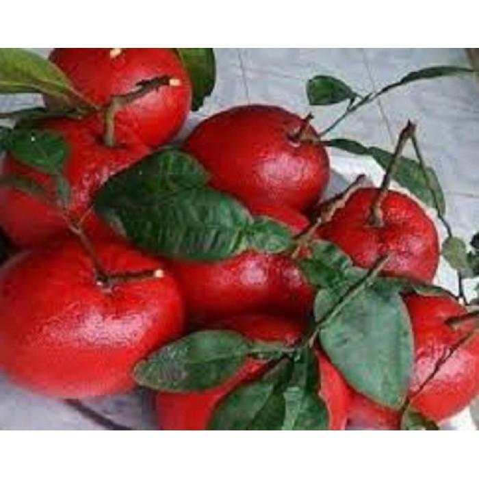 Cây giống BƯỞI ĐỎ LUẬN VĂN - CHUẨN GIỐNG F1