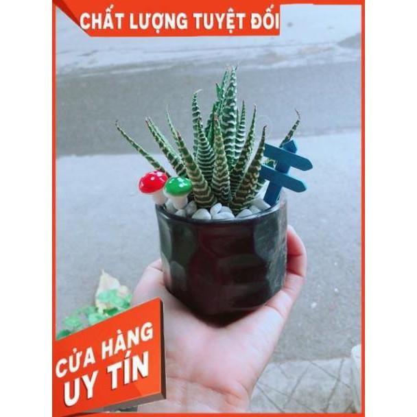 Chậu Móng Rồng