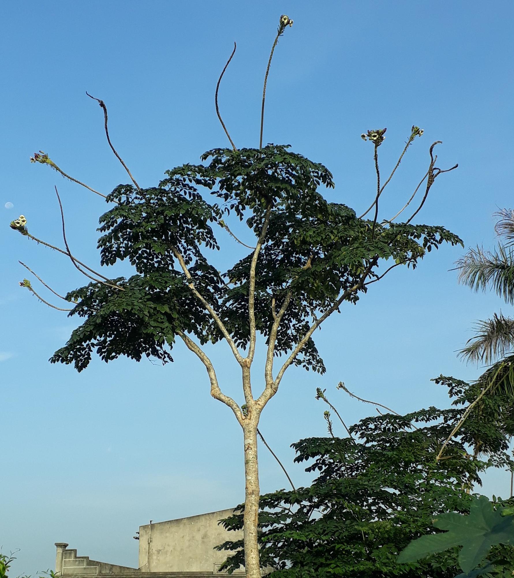 Cây giống Núc Nác rừng.