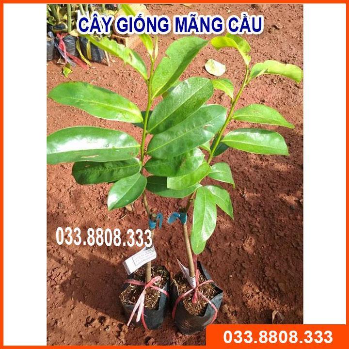 CÂY GIỐNG MÃNG CẦU  CHẤT LƯỢNG CAO