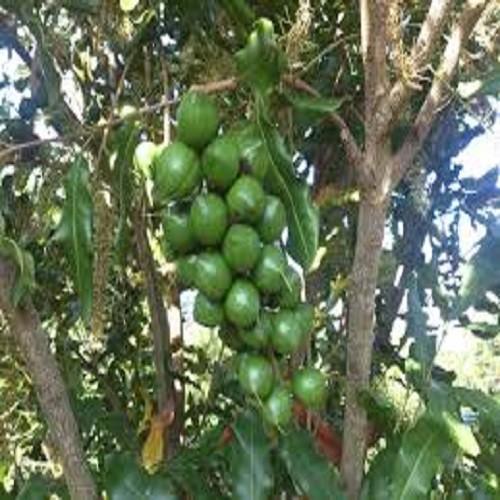CÂY GIỐNG: CÂY MẮC CA - CAM KẾT GIỐNG CHUẨN
